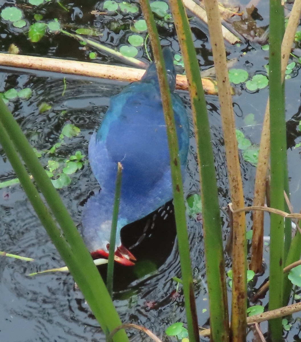 Gray-headed Swamphen - Craig Gittleman