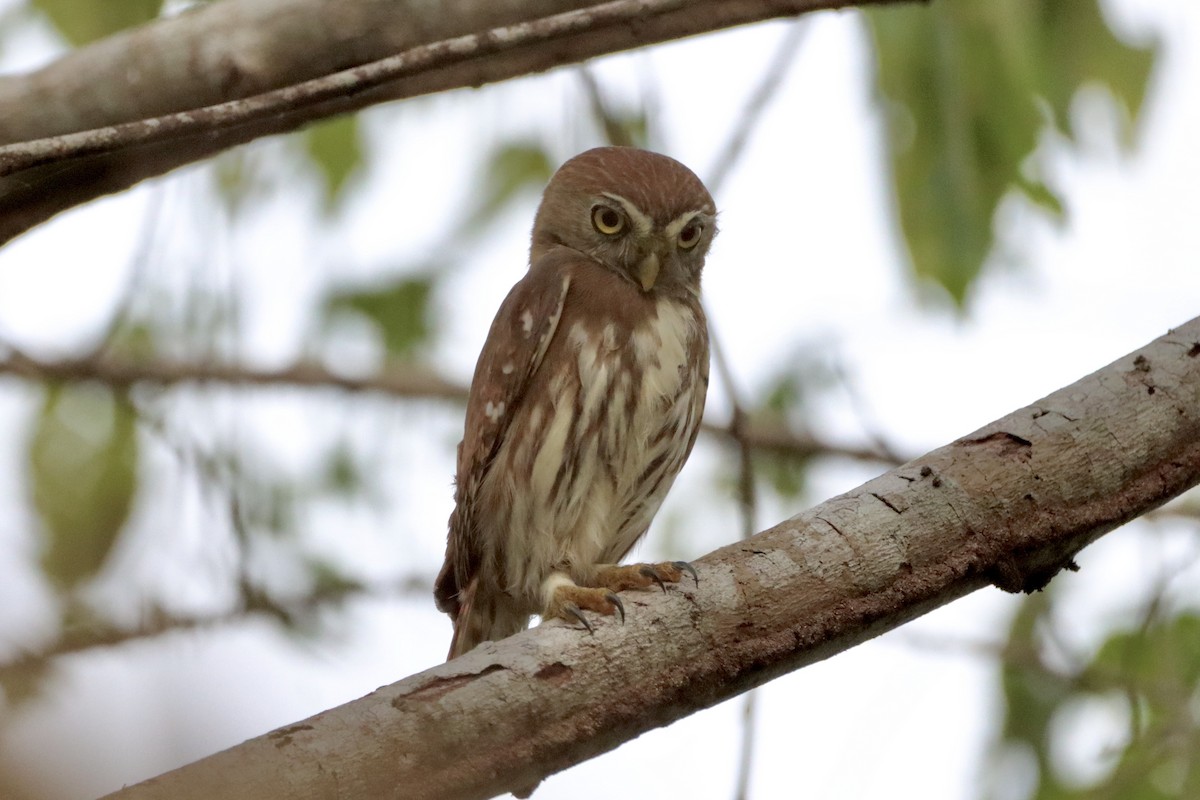 Ferruginous Pygmy-Owl - ML612631698