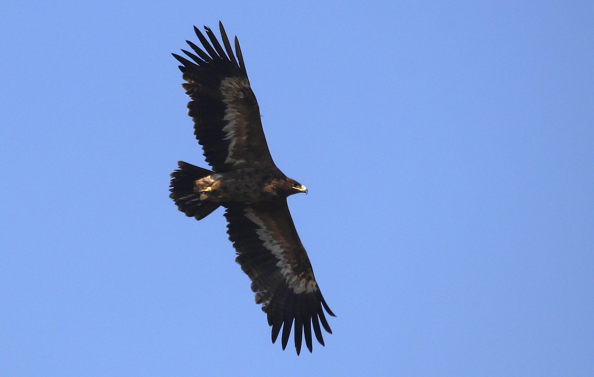 Steppe Eagle - ML612631716