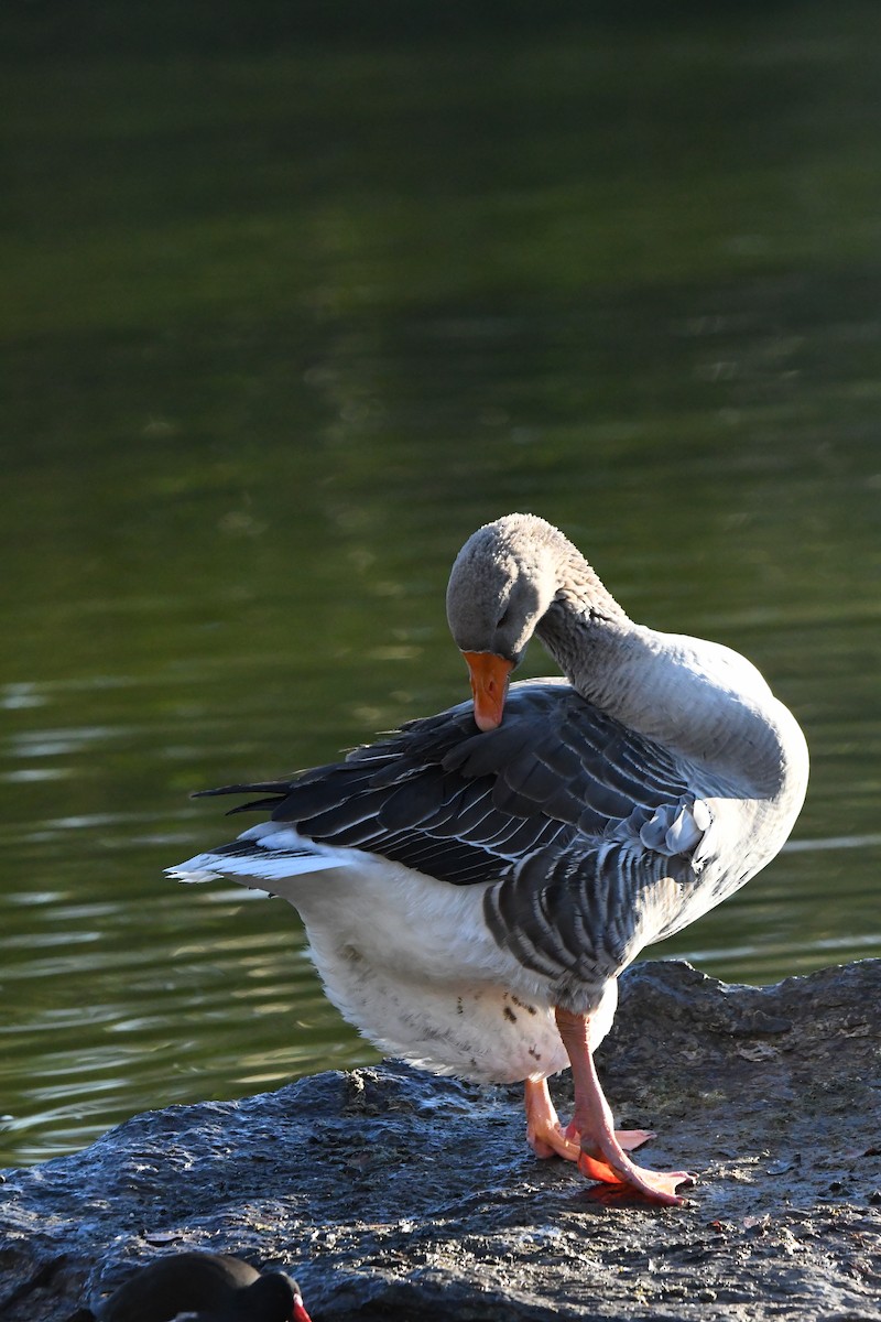 Graylag Goose - ML612631724