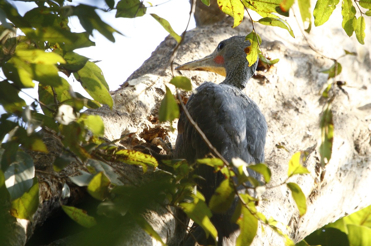 Great Slaty Woodpecker - ML612631853