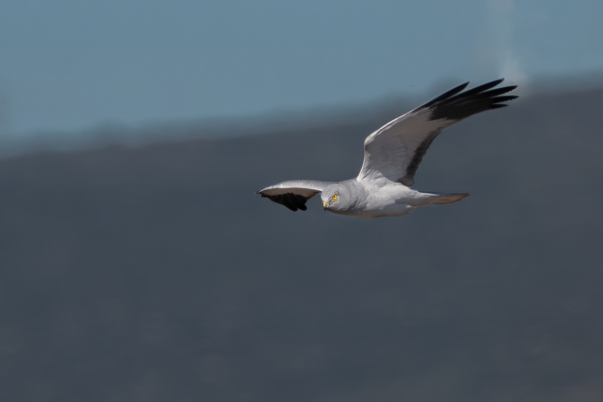 Aguilucho Pálido - ML612631889