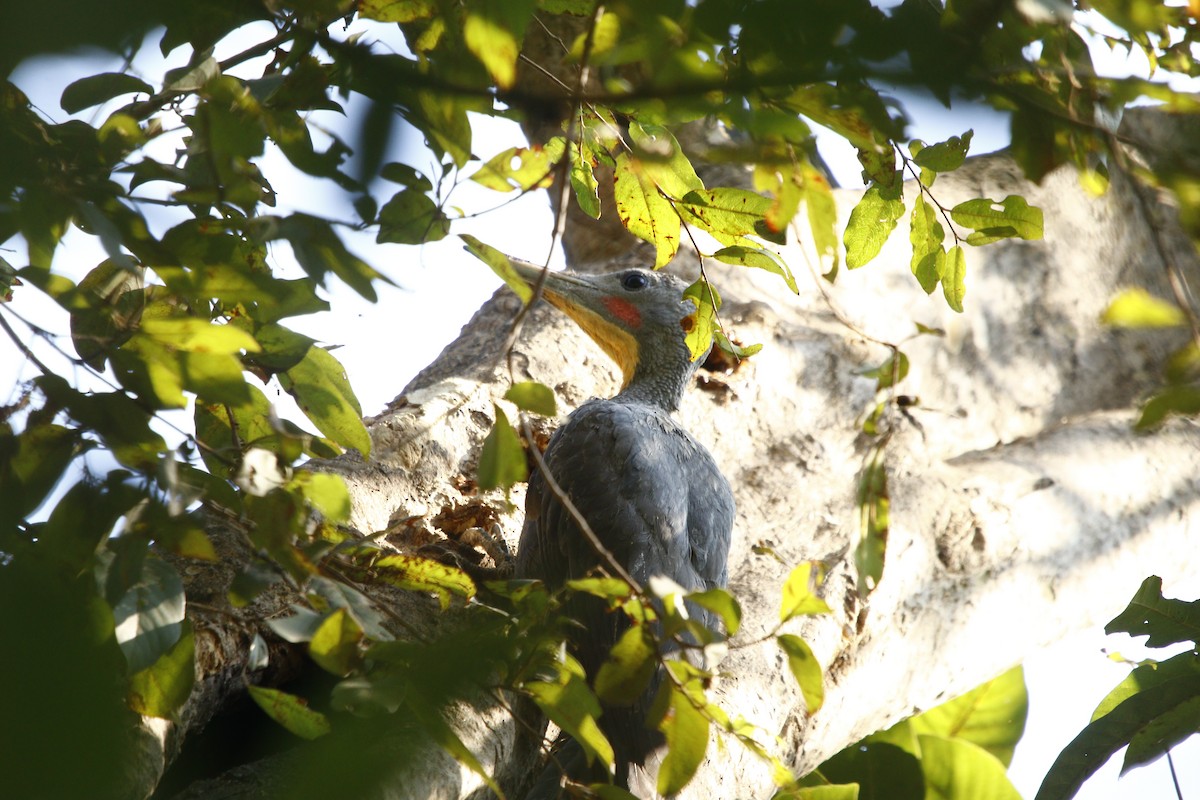 Great Slaty Woodpecker - ML612631891