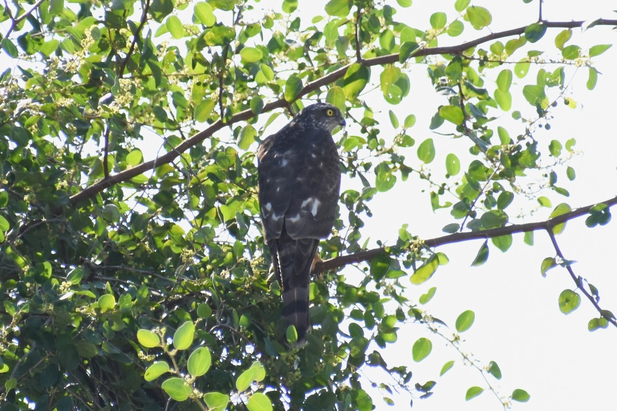 Eurasian Sparrowhawk - ML612631928