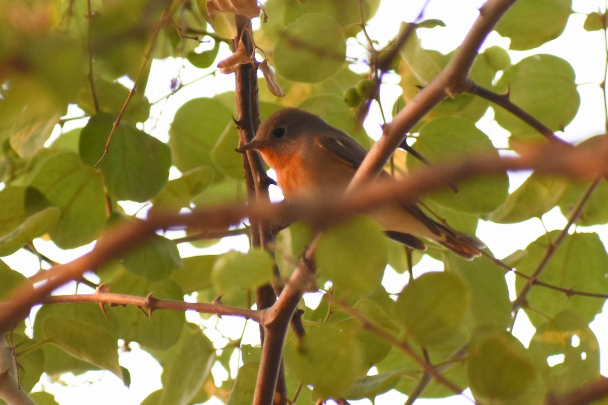 Red-breasted Flycatcher - ML612631984