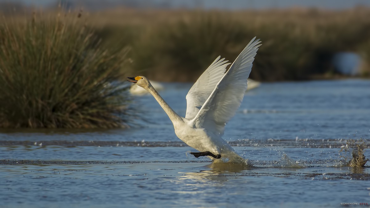 Tundra Swan - Caner Gönel