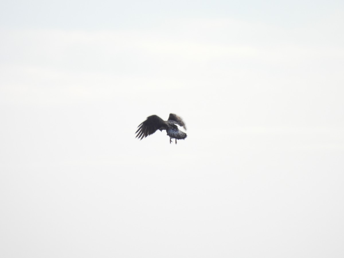 Rough-legged Hawk - ML612632015