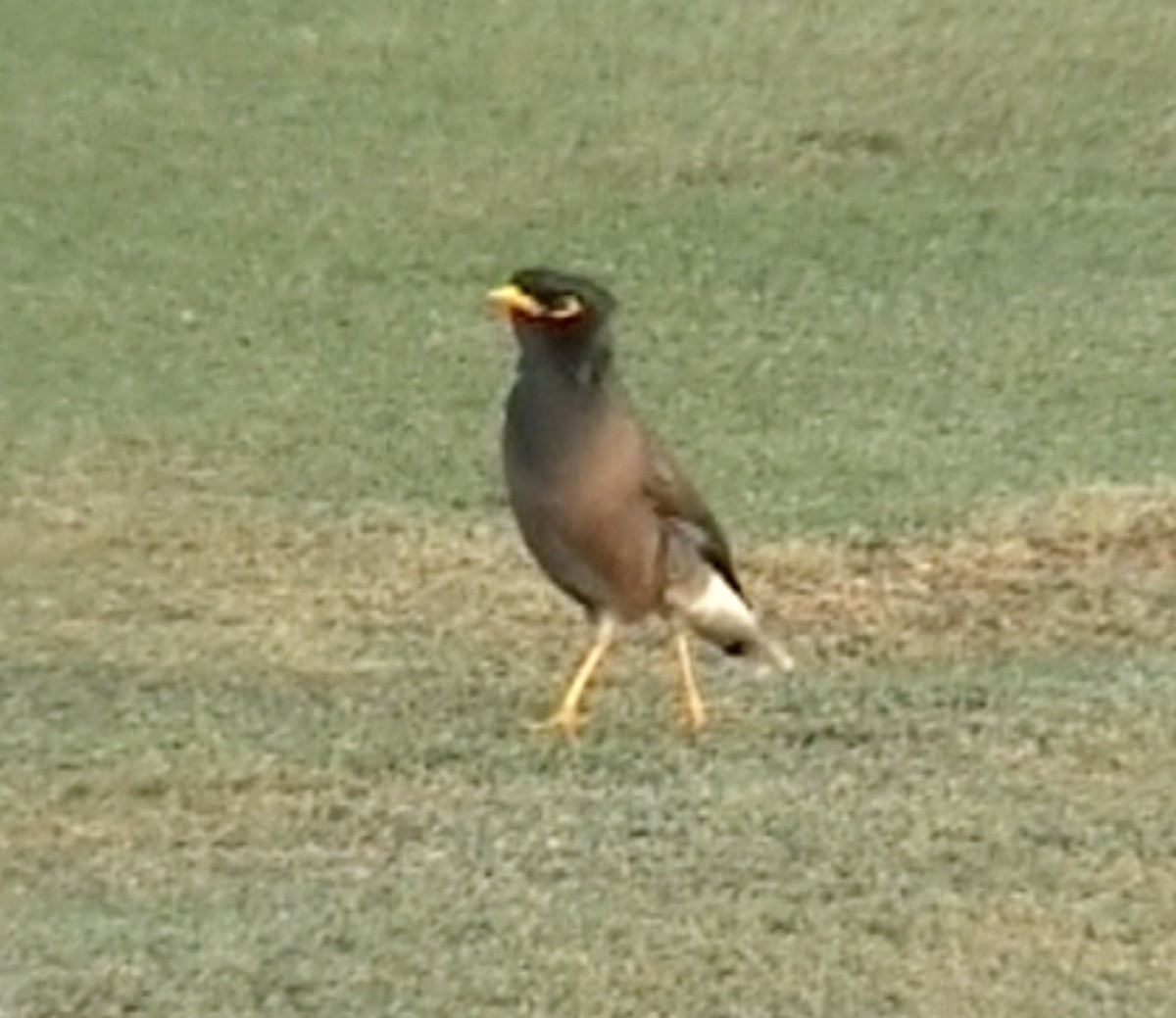 Common Myna - Tommy Pedersen