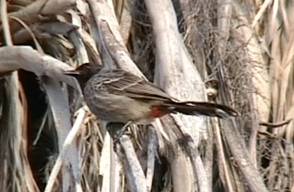 Bulbul à ventre rouge - ML612632063