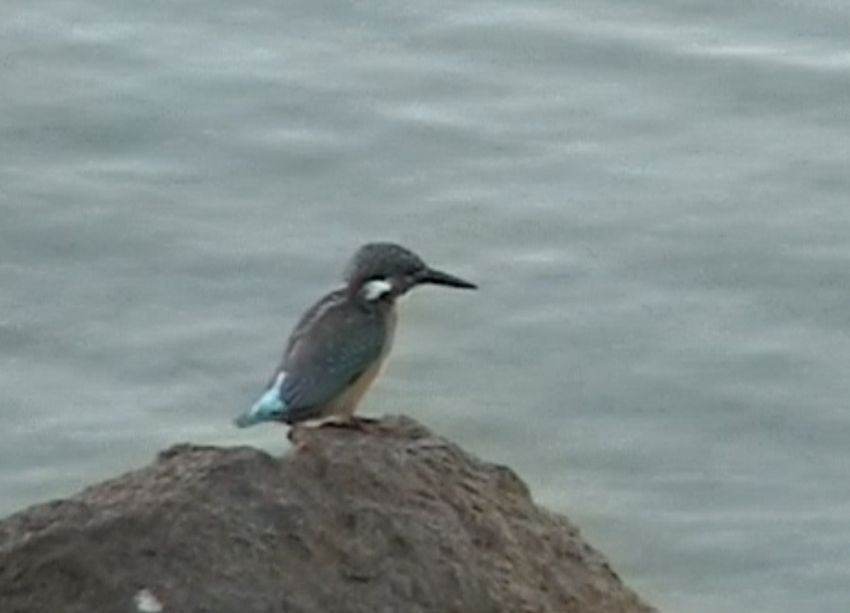 Common Kingfisher - Tommy Pedersen