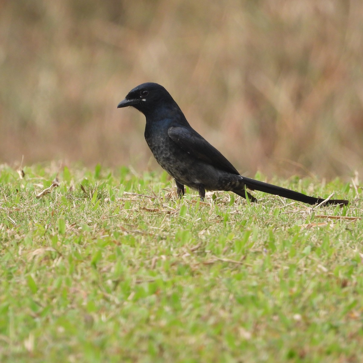Black Drongo - ML612632078