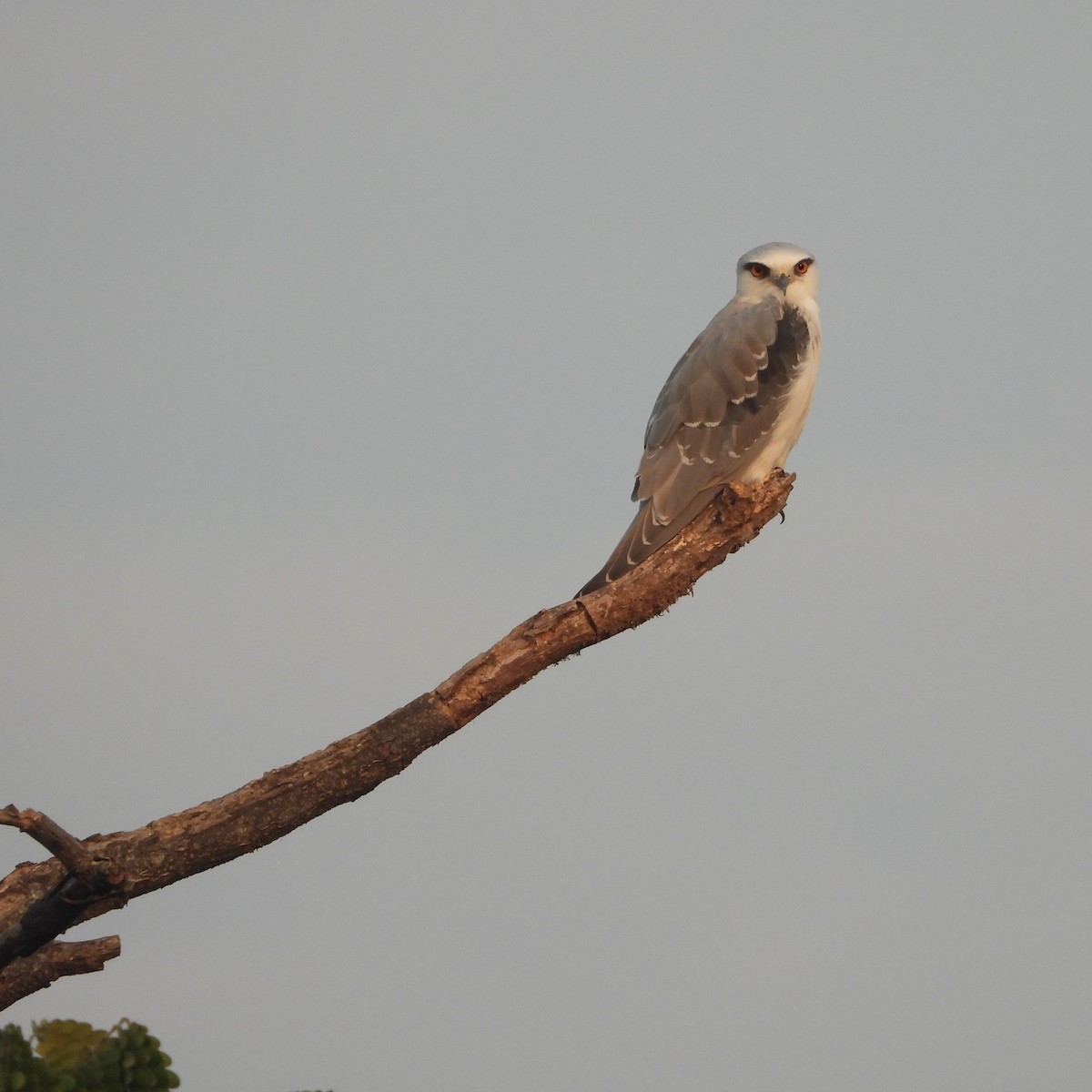 Black-winged Kite - ML612632083