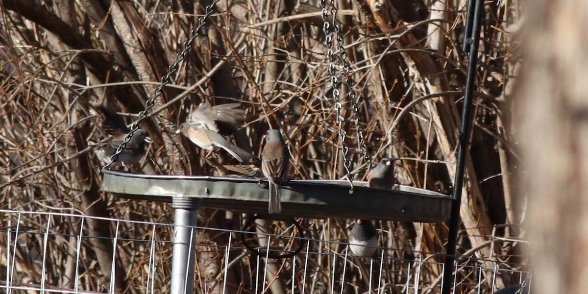 Dark-eyed Junco - Sequoia Wrens