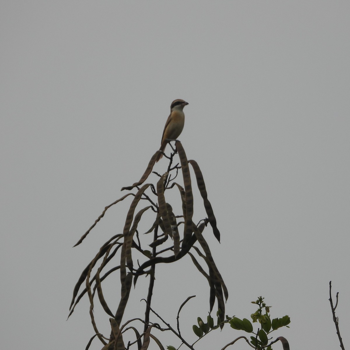 Brown Shrike - ML612632117