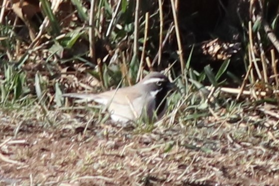 Black-throated Sparrow - Sequoia Wrens