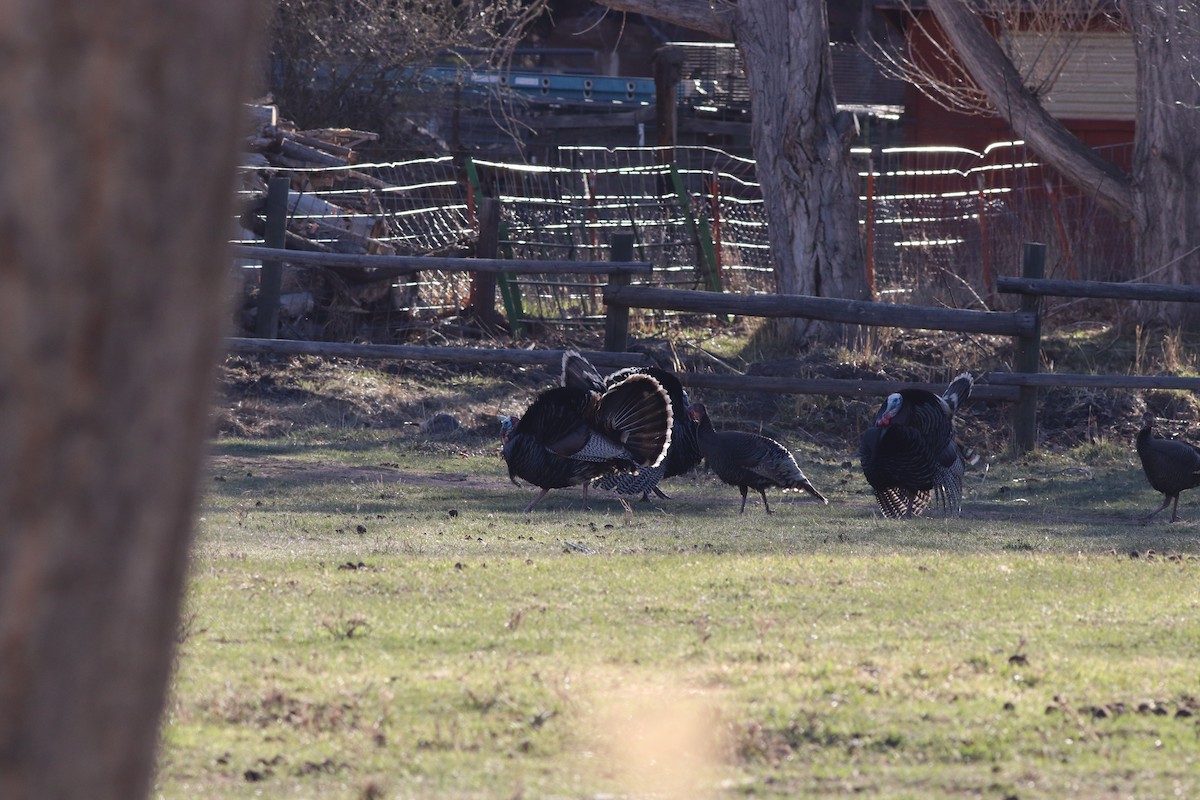 Wild Turkey - Sequoia Wrens