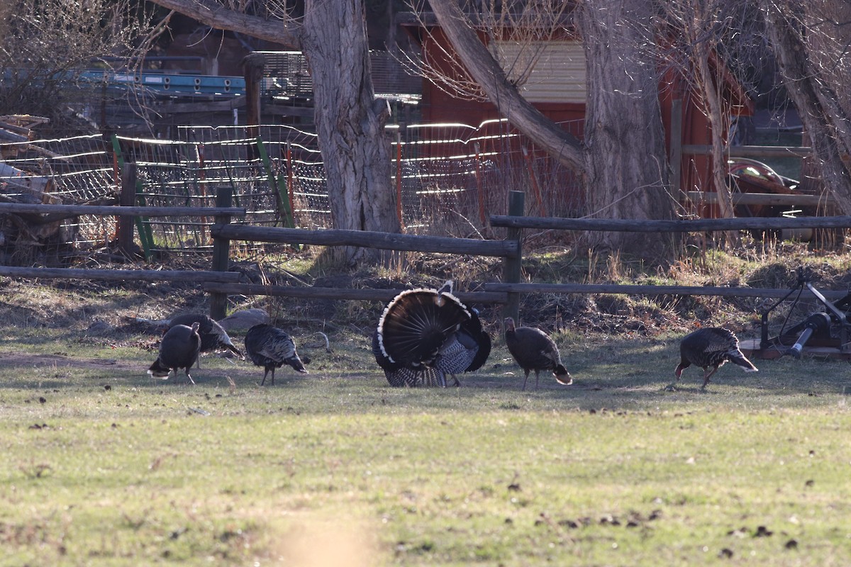 Wild Turkey - Sequoia Wrens