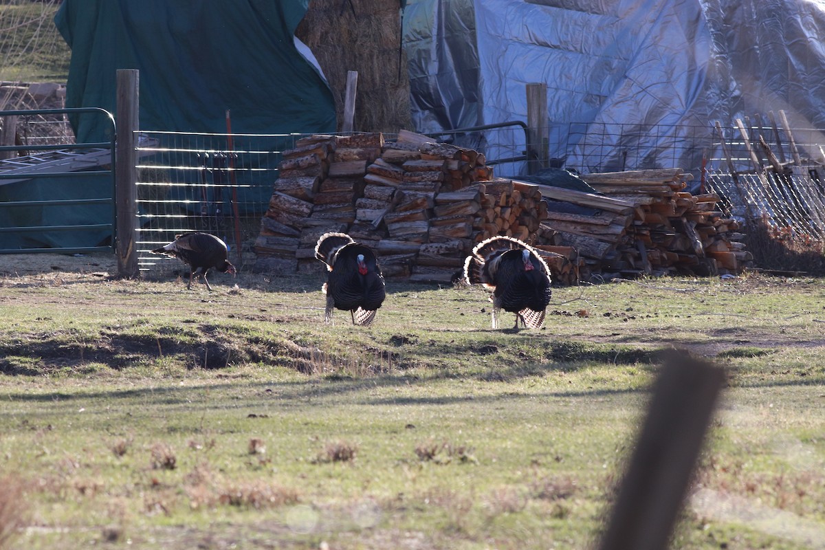 Wild Turkey - Sequoia Wrens