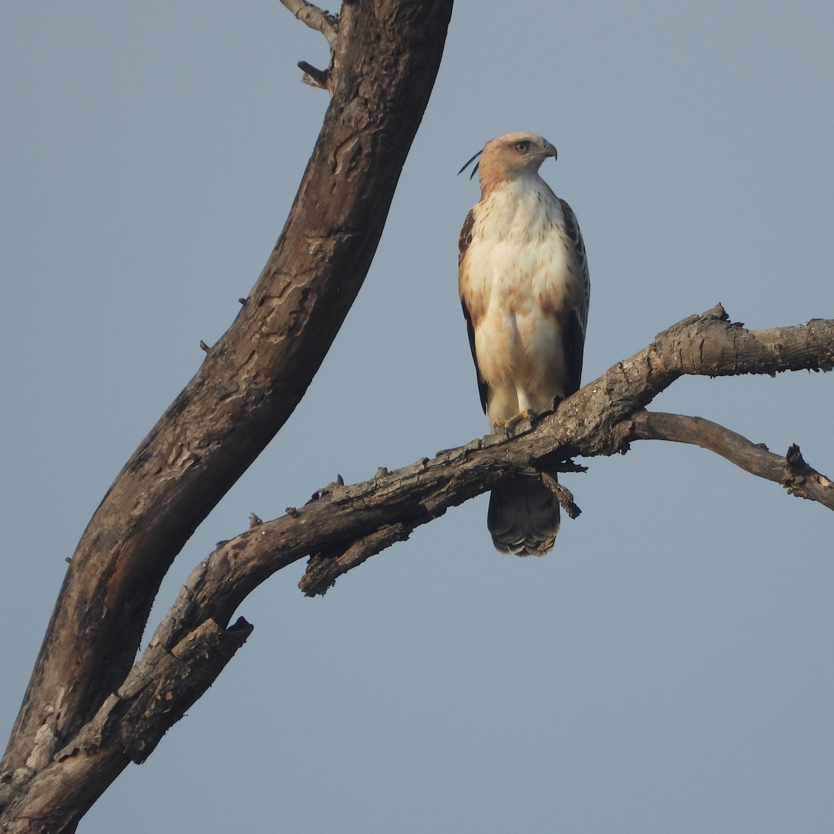 Changeable Hawk-Eagle - ML612632132