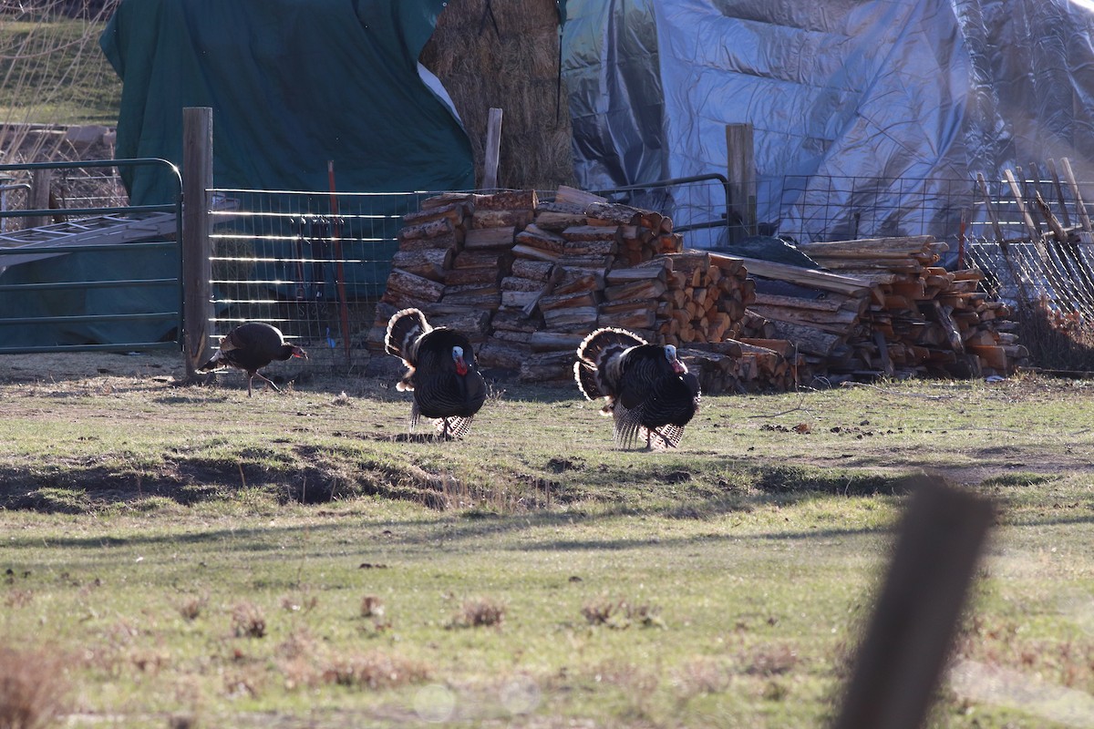 Wild Turkey - Sequoia Wrens