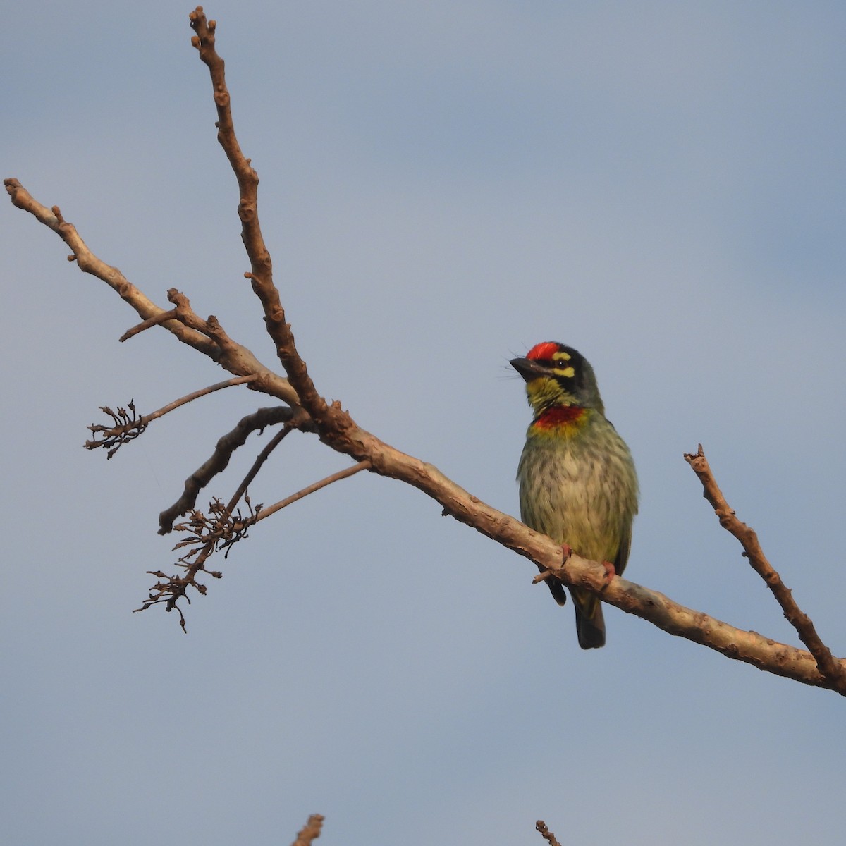 Coppersmith Barbet - ML612632141