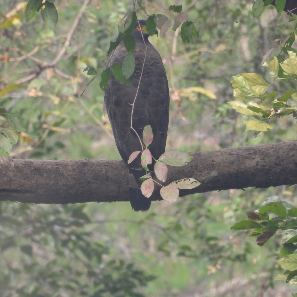 Crested Serpent-Eagle - ML612632147