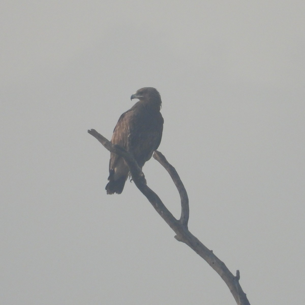 Greater Spotted Eagle - ML612632148