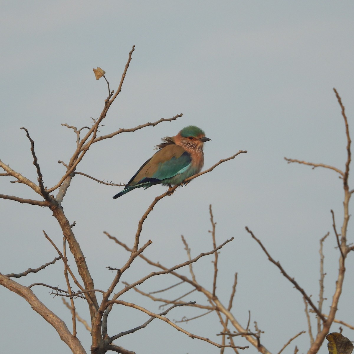 Indian Roller - ML612632187
