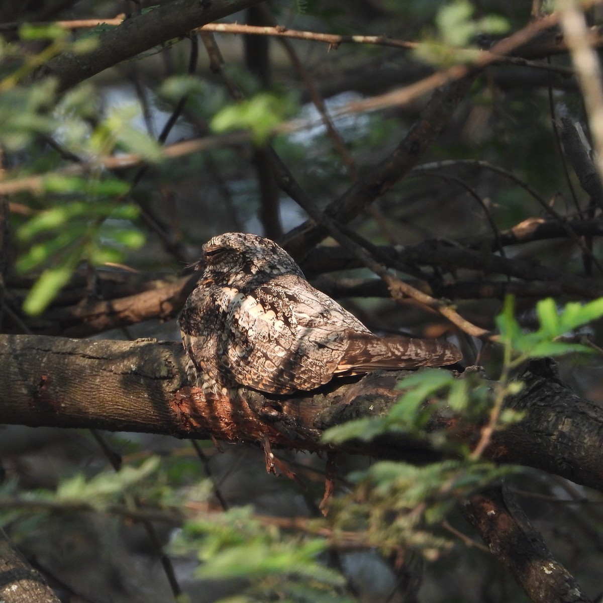 Jungle Nightjar - ML612632196