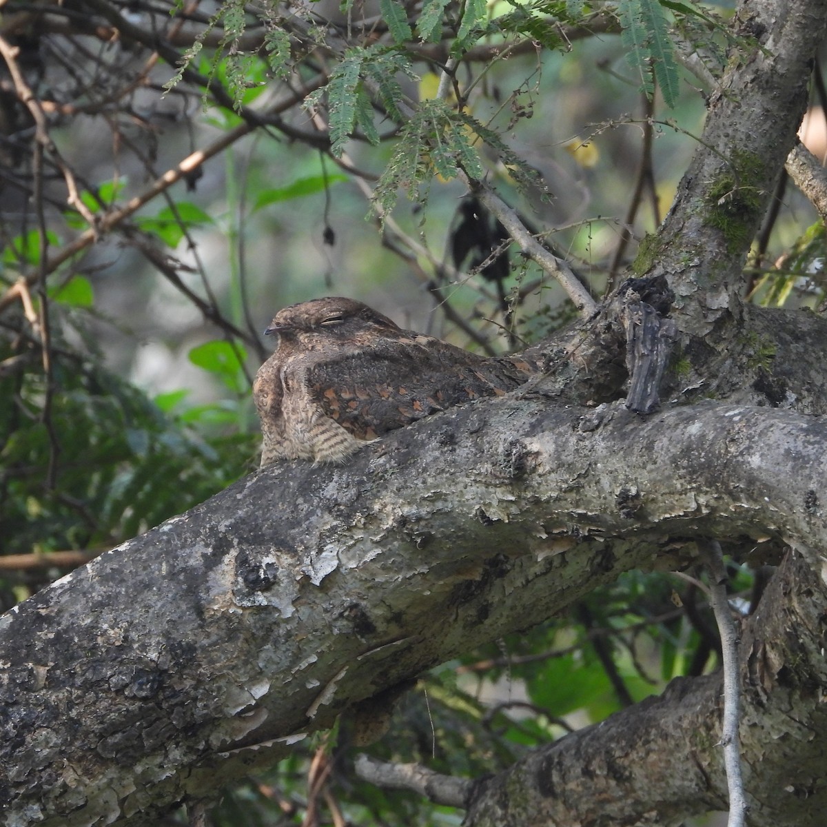 Savanna Nightjar - ML612632213