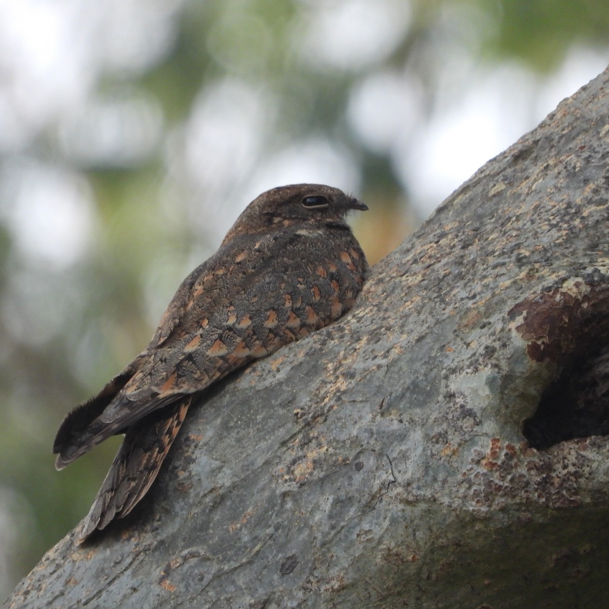 Savanna Nightjar - ML612632215