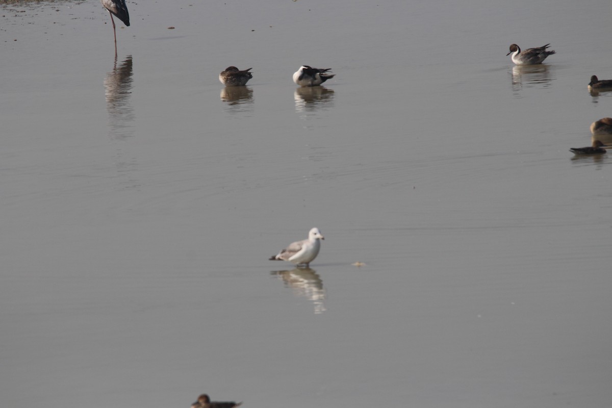 Pallas's Gull - ML612632220