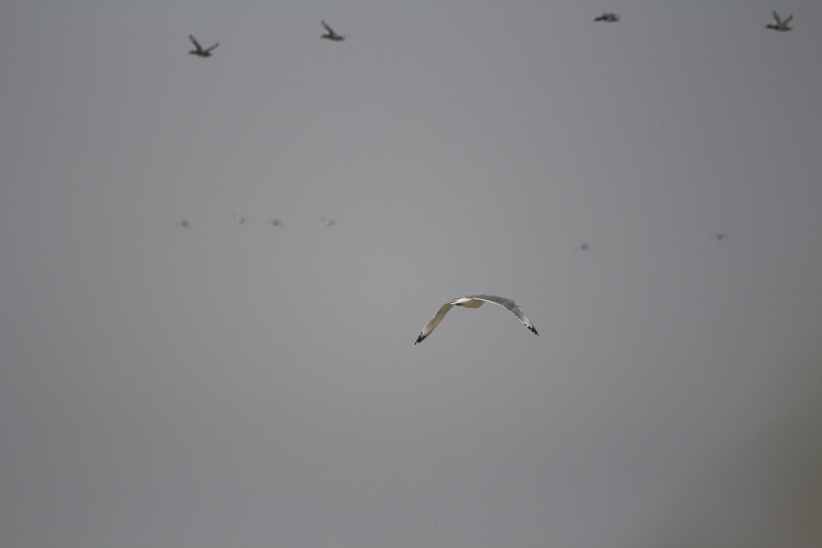 Pallas's Gull - ML612632222