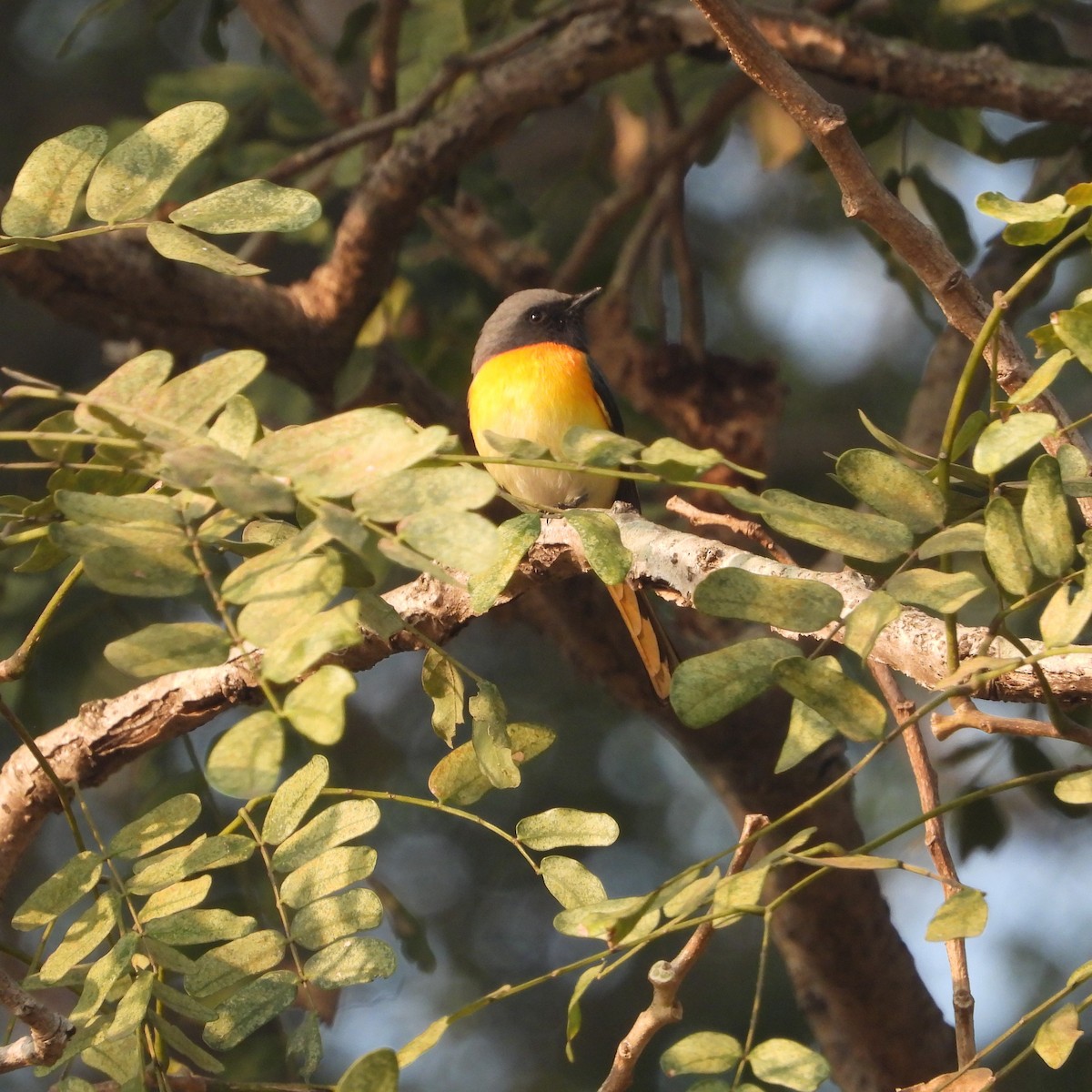 Small Minivet - ML612632234