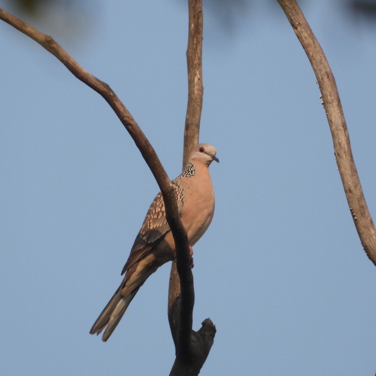 Spotted Dove - ML612632236