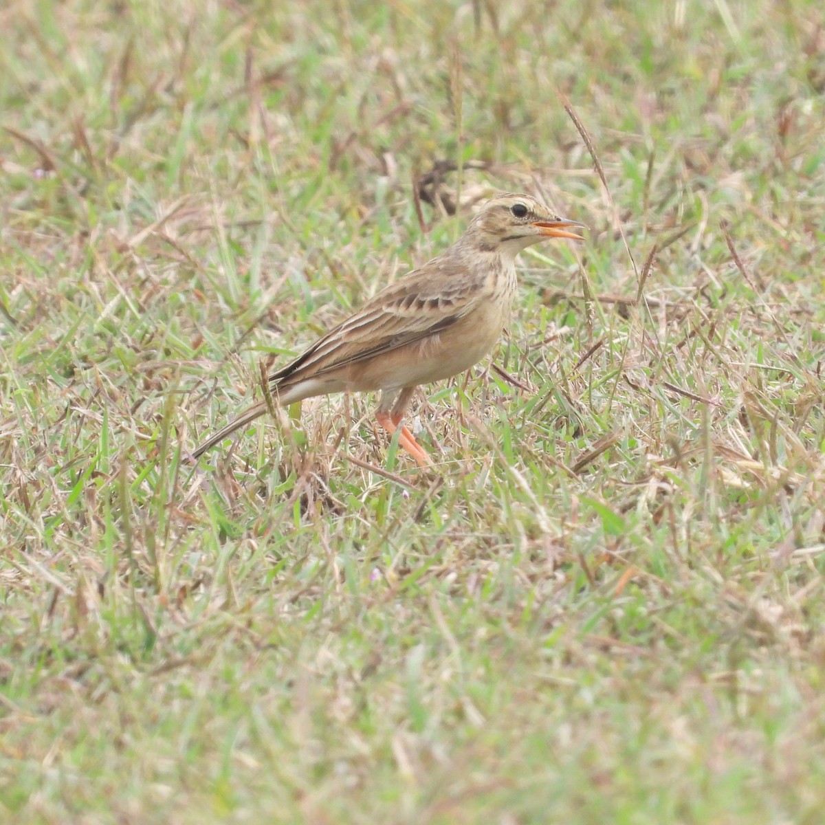 Tawny Pipit - ML612632238