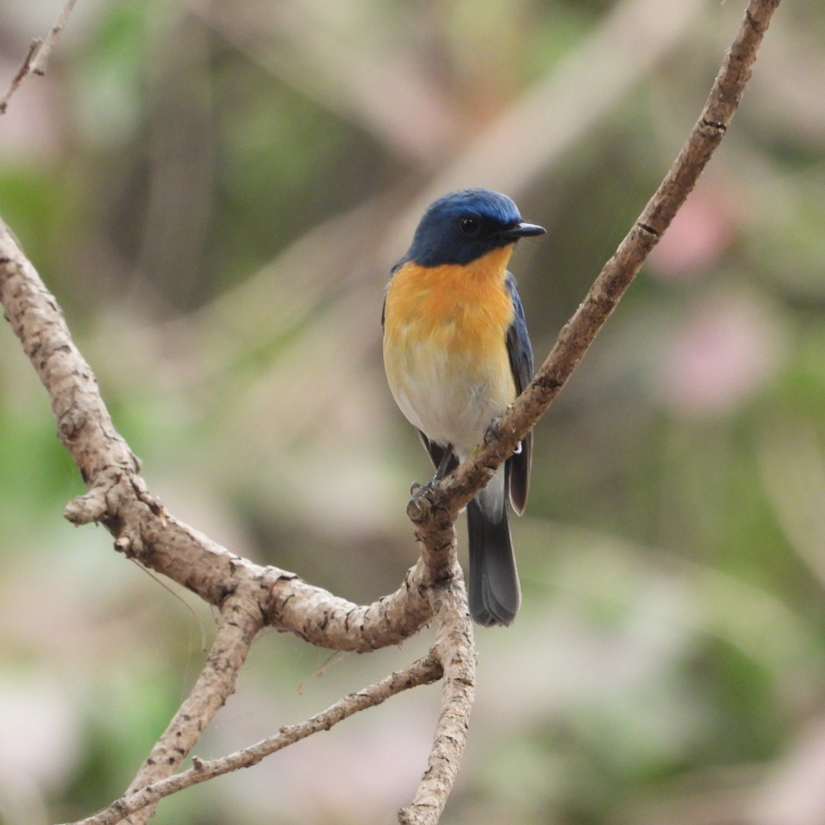 Tickell's Blue Flycatcher - ML612632241