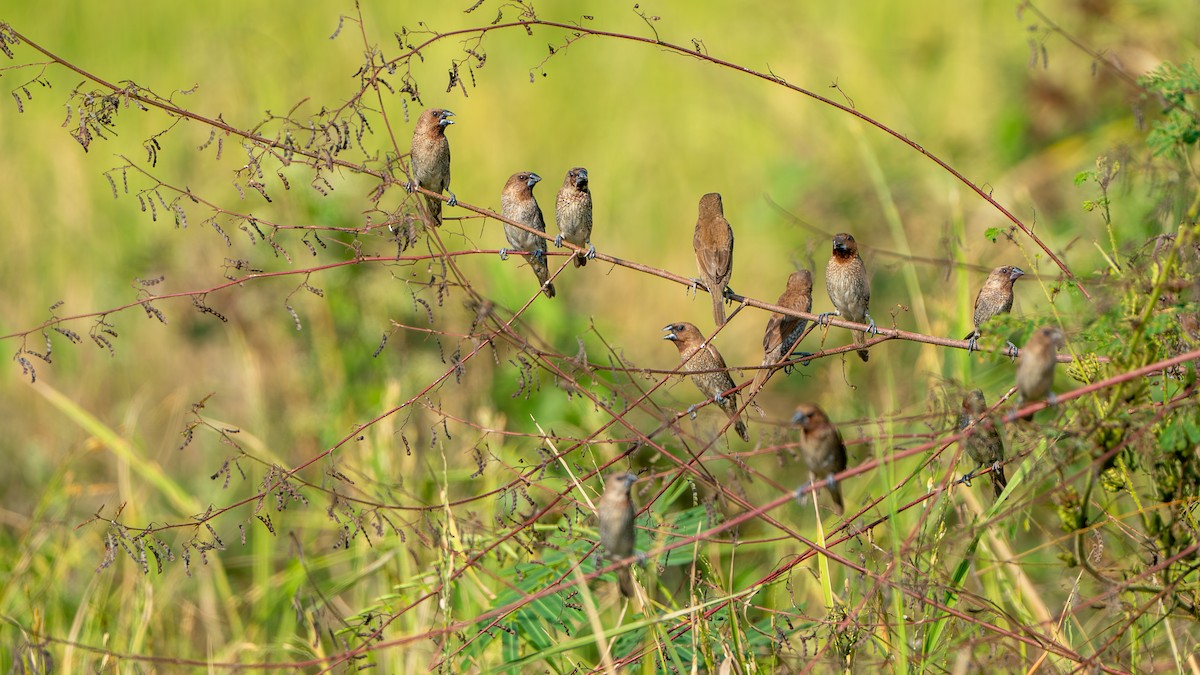 Scaly-breasted Munia - ML612632242