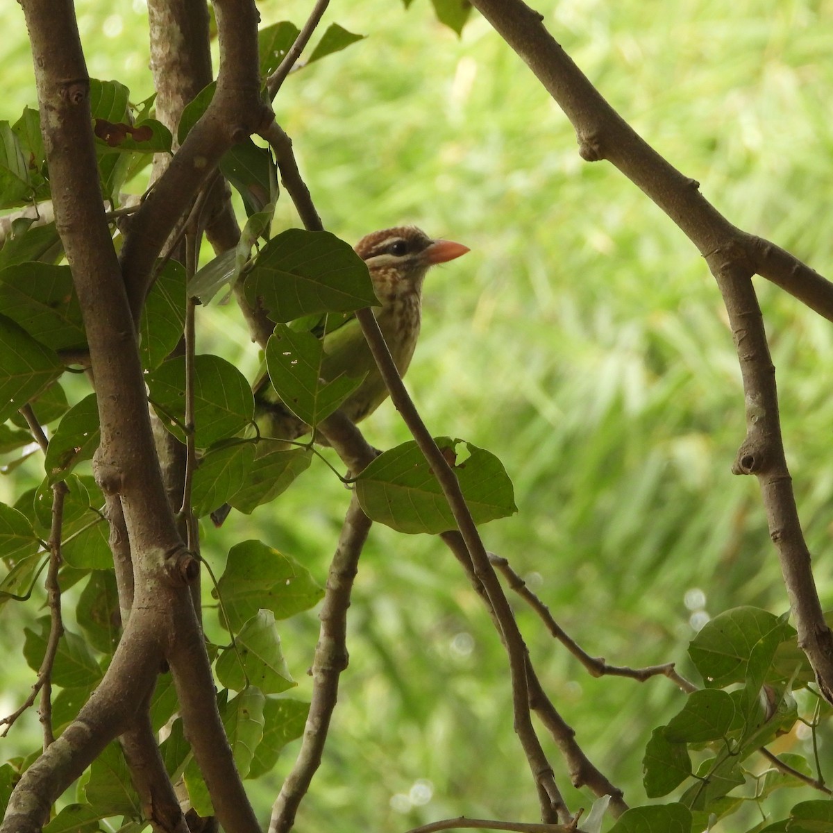 White-cheeked Barbet - ML612632256