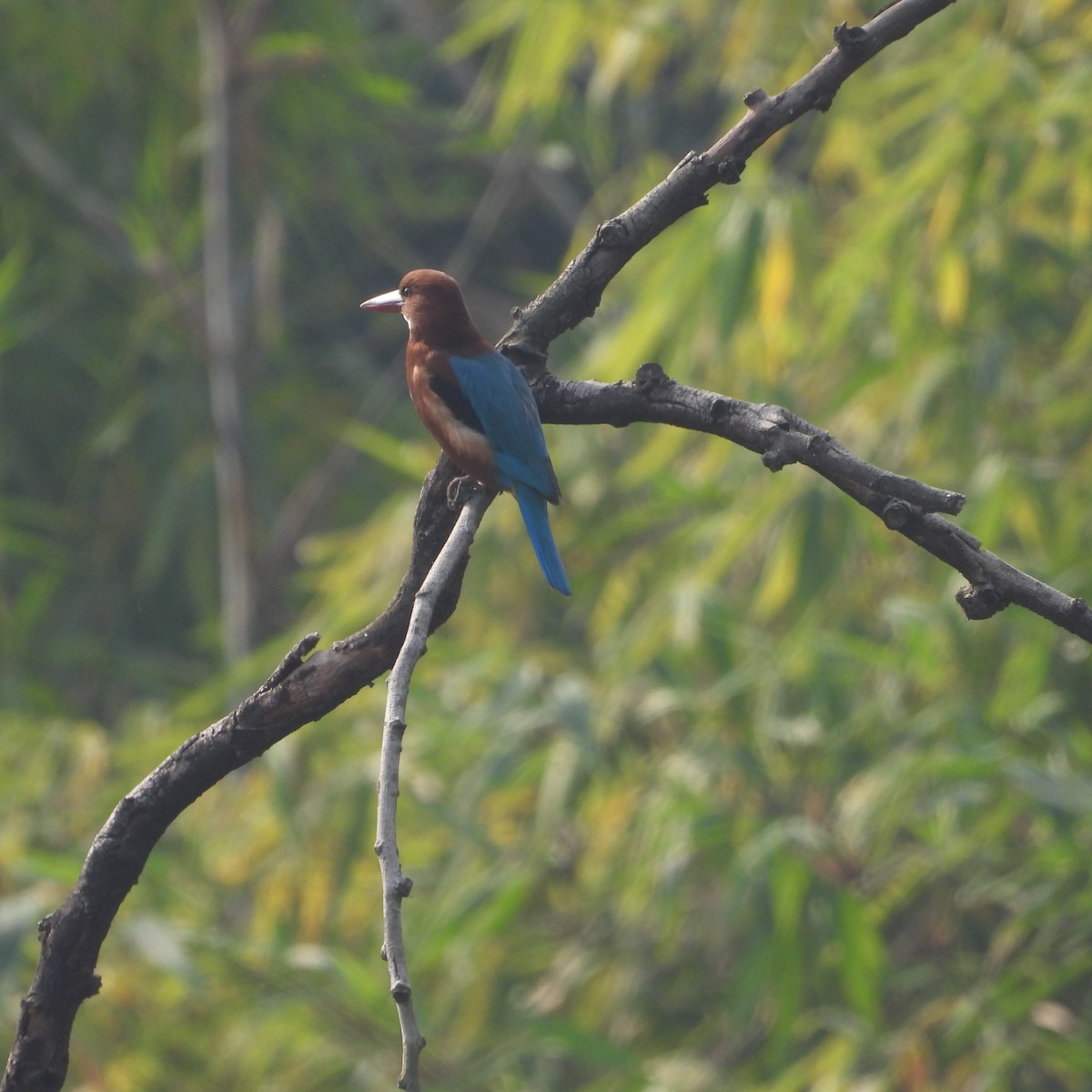 White-throated Kingfisher - ML612632265