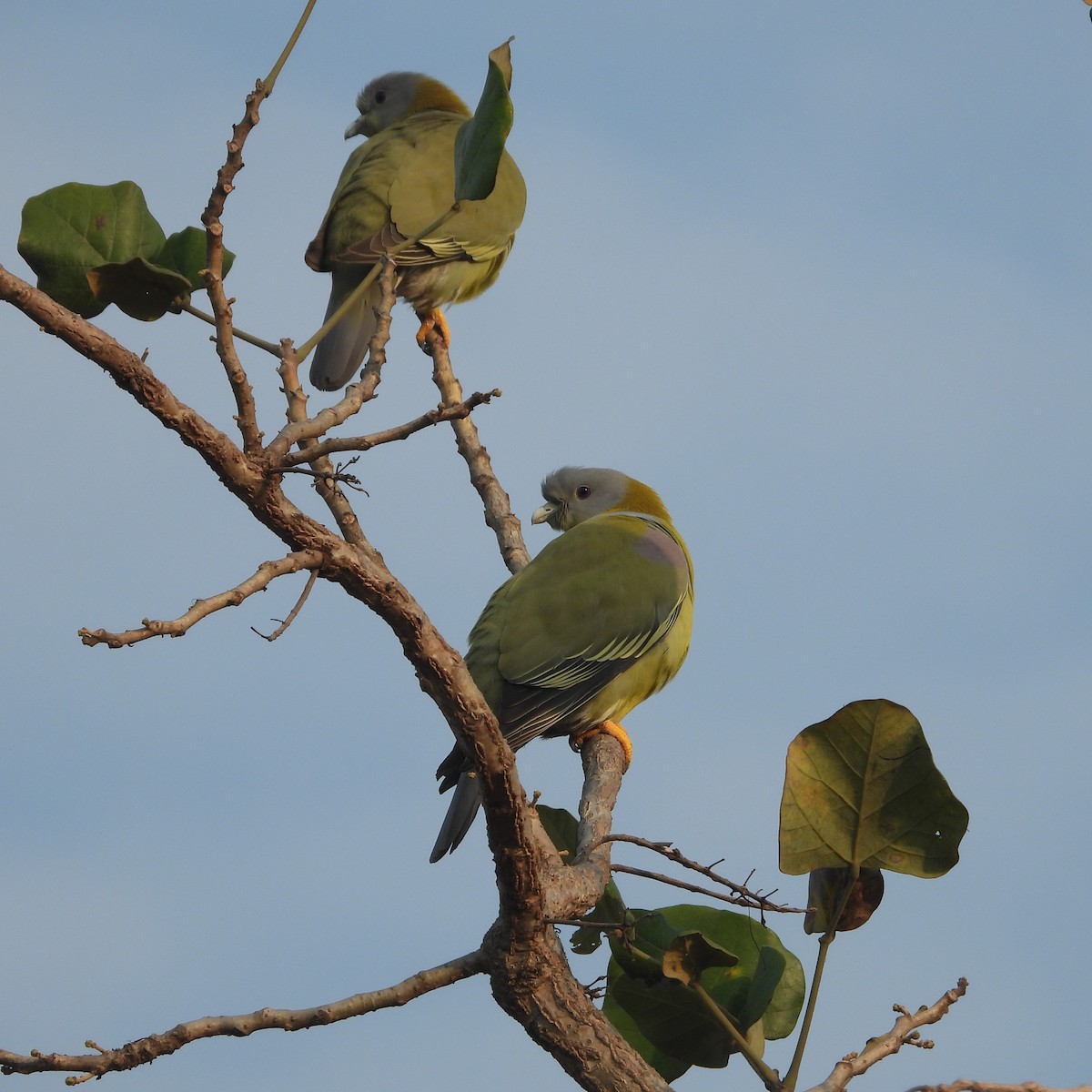 Yellow-footed Green-Pigeon - ML612632269