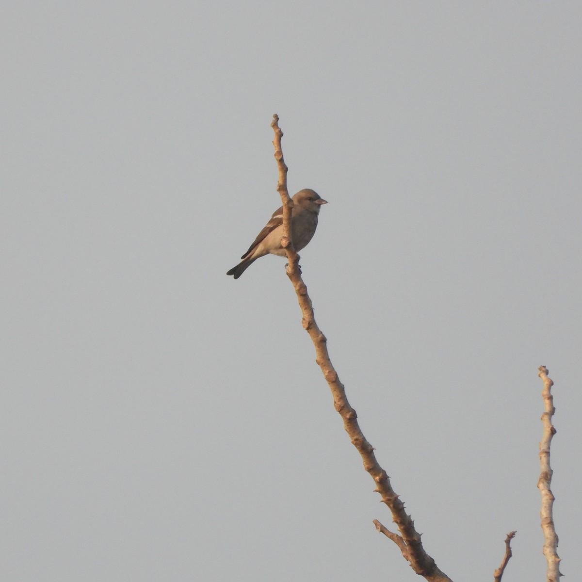 Yellow-throated Sparrow - ML612632296