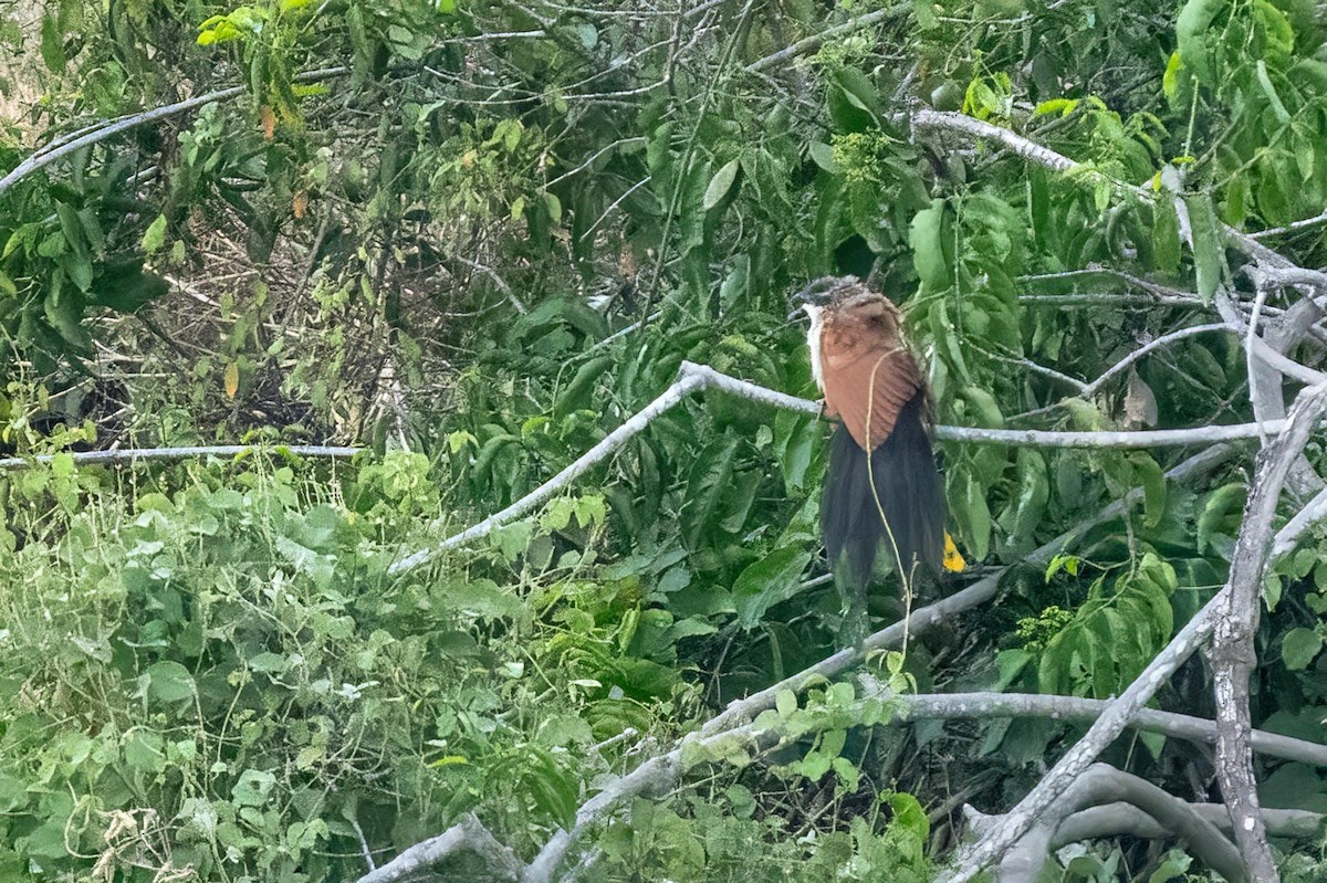 White-browed Coucal - ML612632334