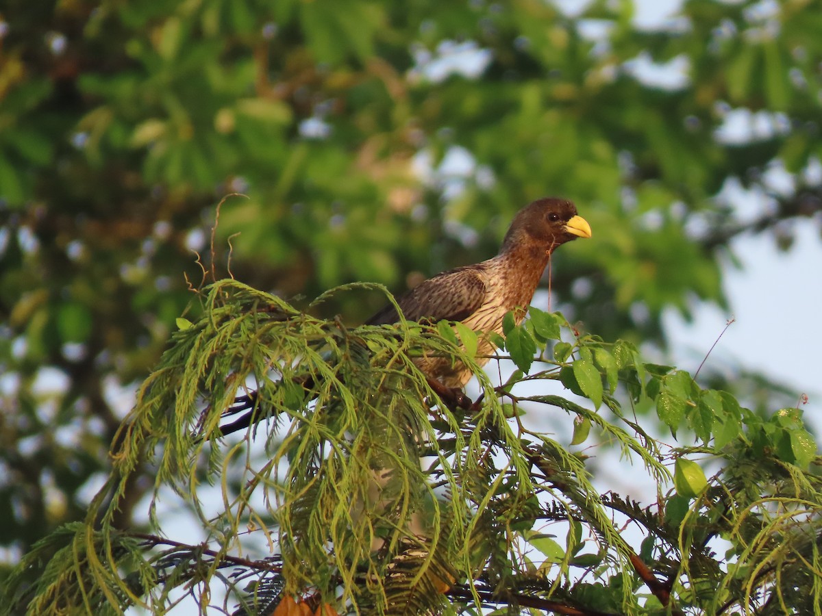Western Plantain-eater - ML612632383