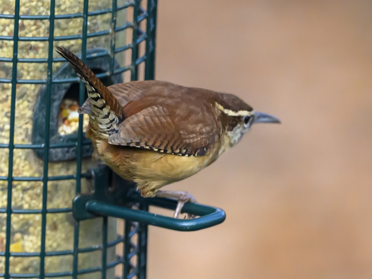 Carolina Wren - ML612632388