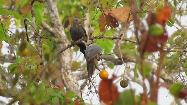 Great Slaty Woodpecker - ML612632425