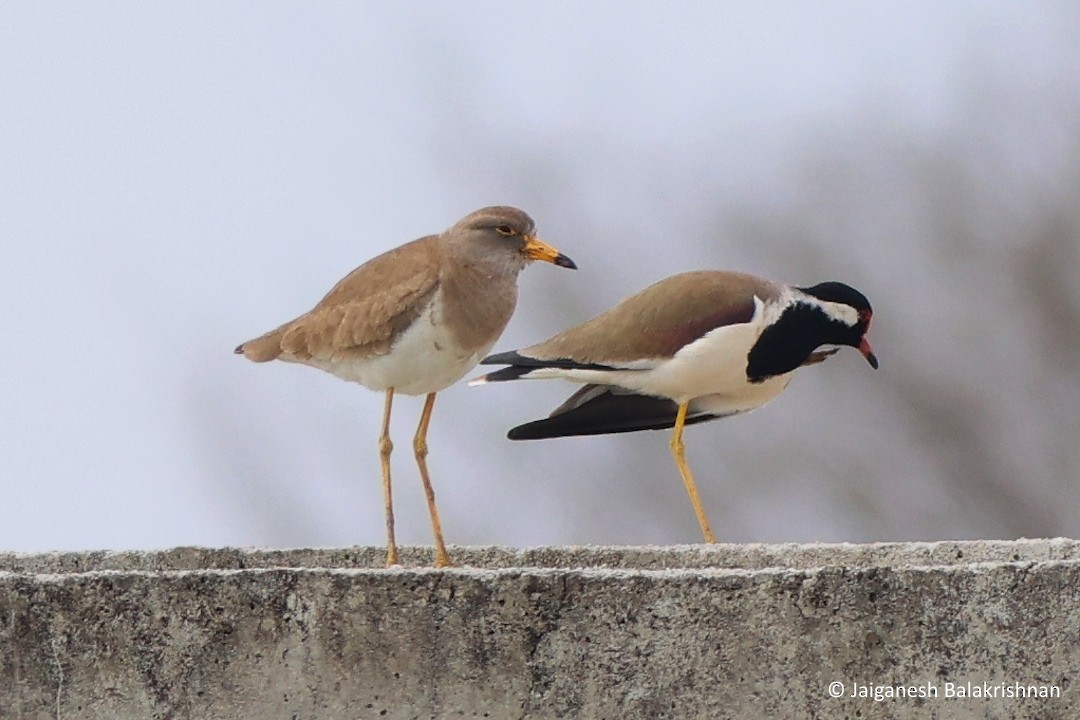 Gray-headed Lapwing - ML612632594
