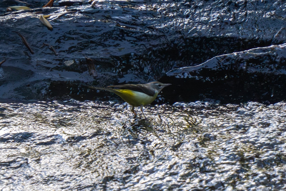 Gray Wagtail - Jeff Kingma