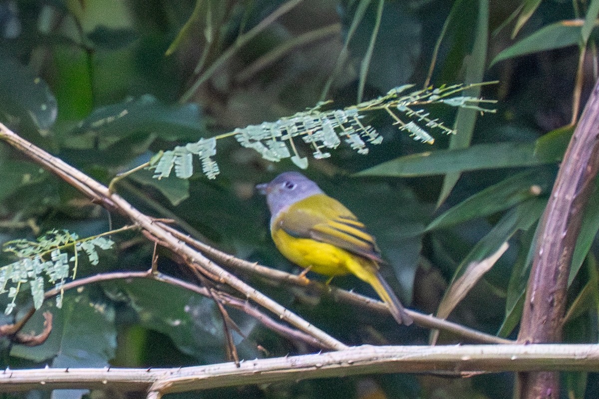 Gray-headed Canary-Flycatcher - Jeff Kingma