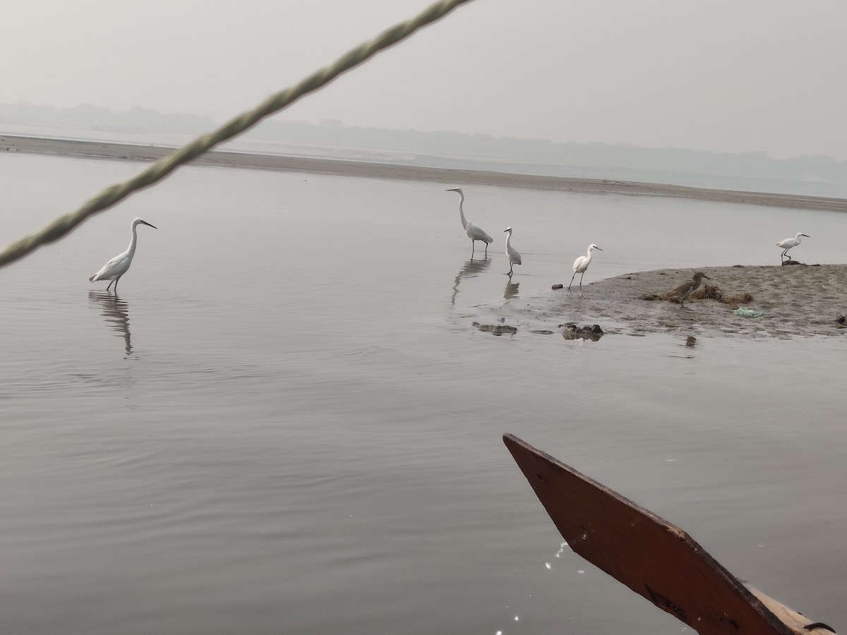 Great Egret - ML612632771